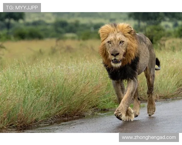 非洲雄狮崛起:揭示大草原背后的王者崛起与生态变革 - 副本 - 副本 (2) 非洲雄狮崛起:揭示大草原背后的王者崛起与生态变革 - 副本 - 副本 (2)